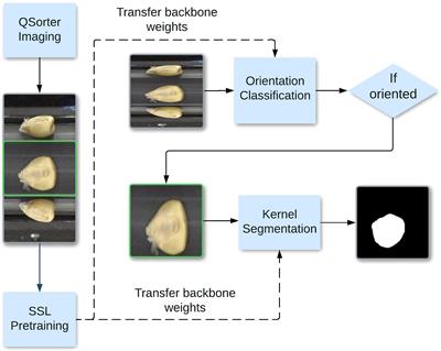 Self-supervised maize kernel classification and segmentation for embryo identification